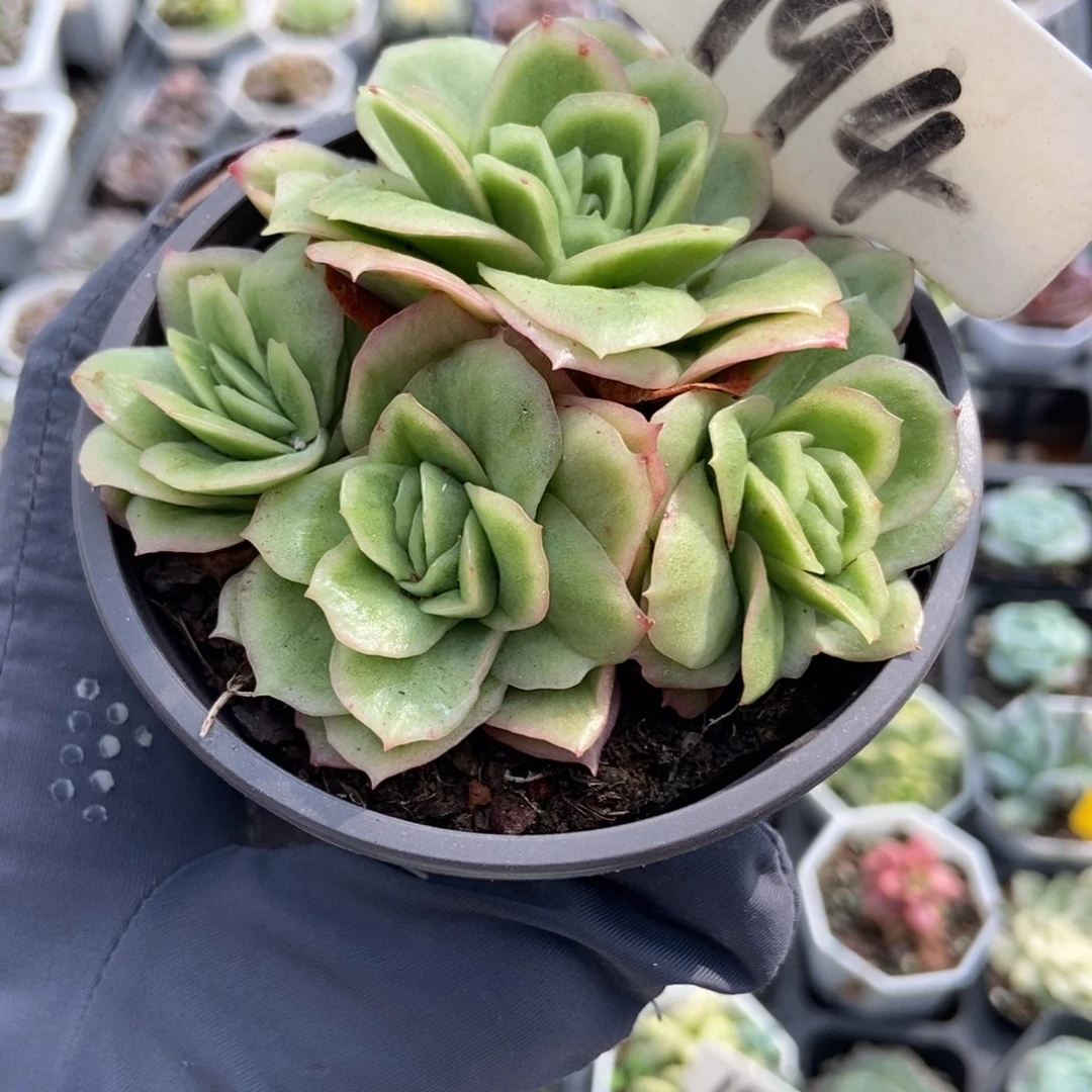 994冰玫瑰锦多肉植物