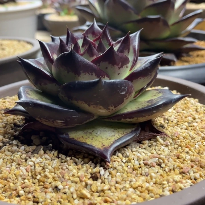 圆宽满背宽圆111111