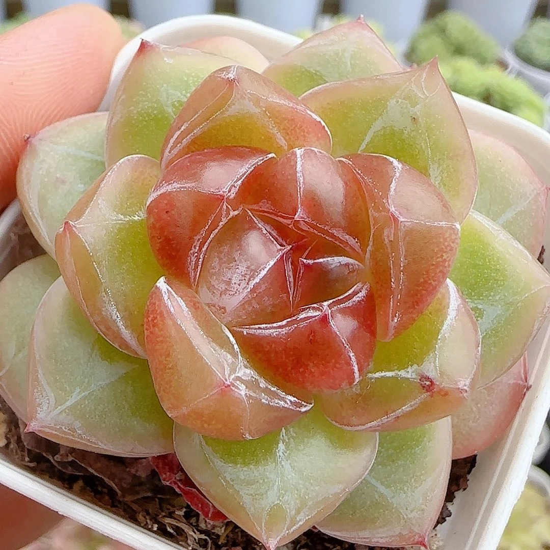 【闪购商品】0928-58钻石纹珍妮糖心