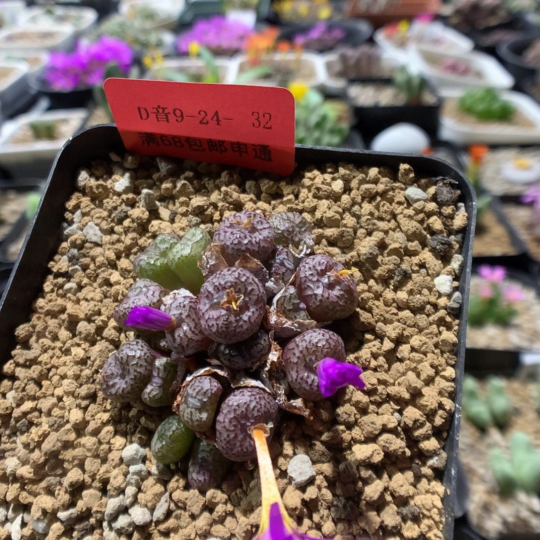9-24-32      母本小s