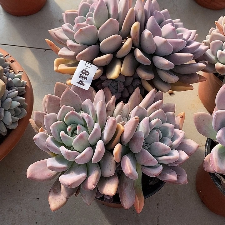 炎***热814奥普多肉植物2颗