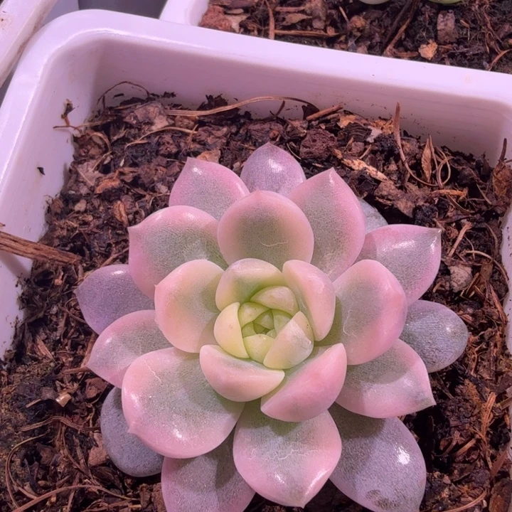纯爱锦多肉植物一物一拍