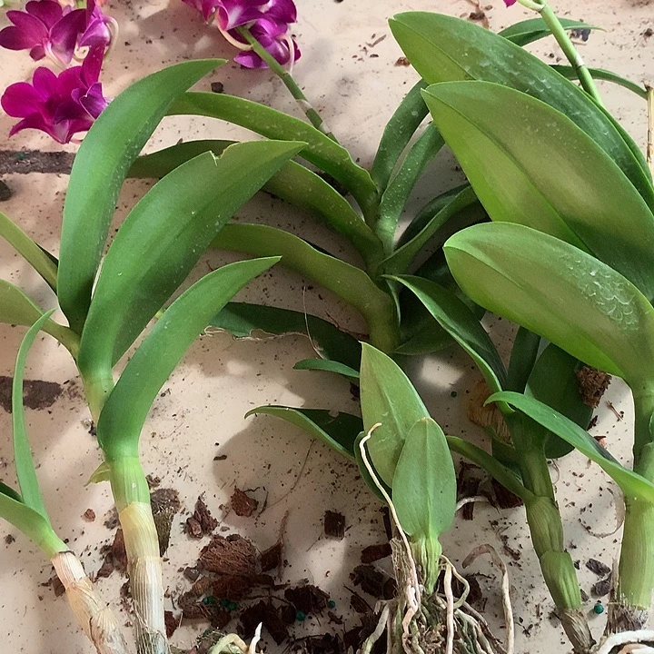完全开放红珍珠大小2苗3丛共6苗