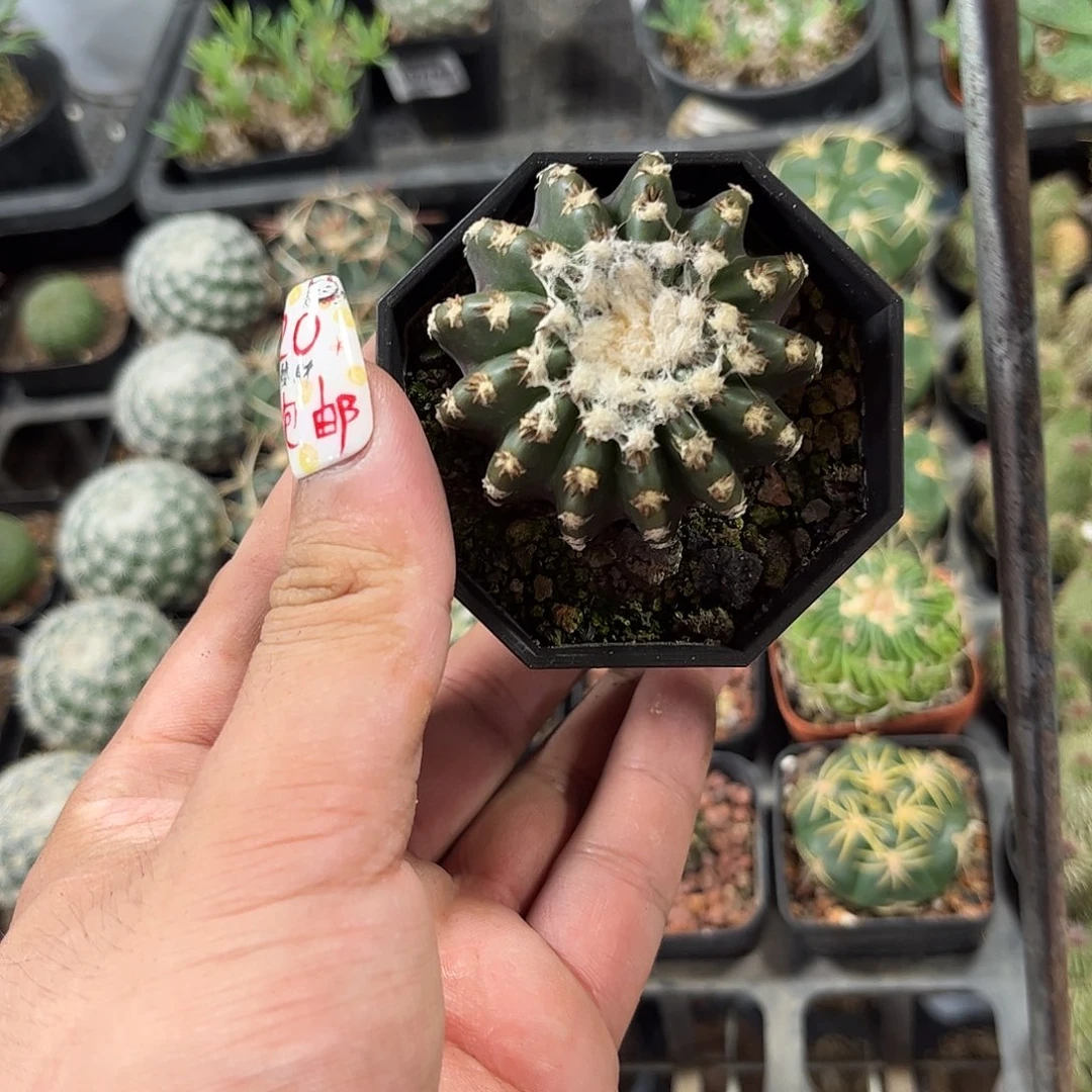 107985一物一拍单头发货