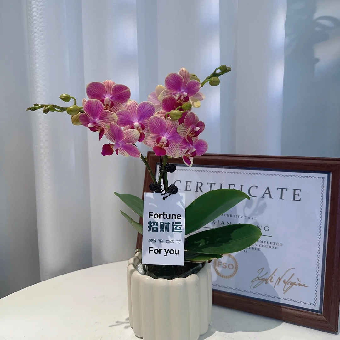 阡陌【夏日】稀有橘粉色系蝴蝶兰 精致小巧桌面摆件 情人节限定单梗