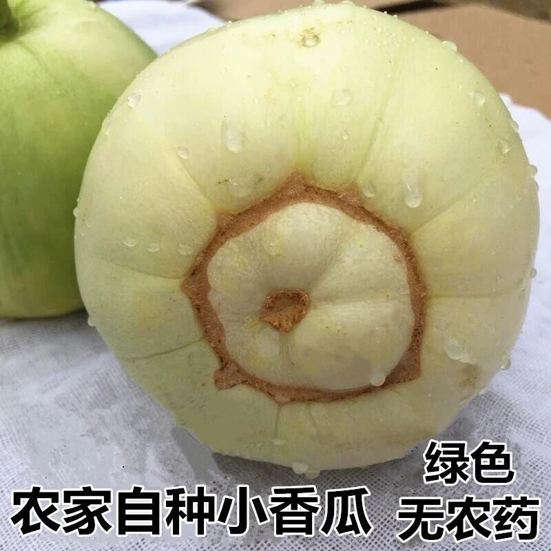 老式甜宝超甜白甜瓜薄皮现摘新鲜绿宝小白瓜小香瓜大肚脐甜宝香瓜