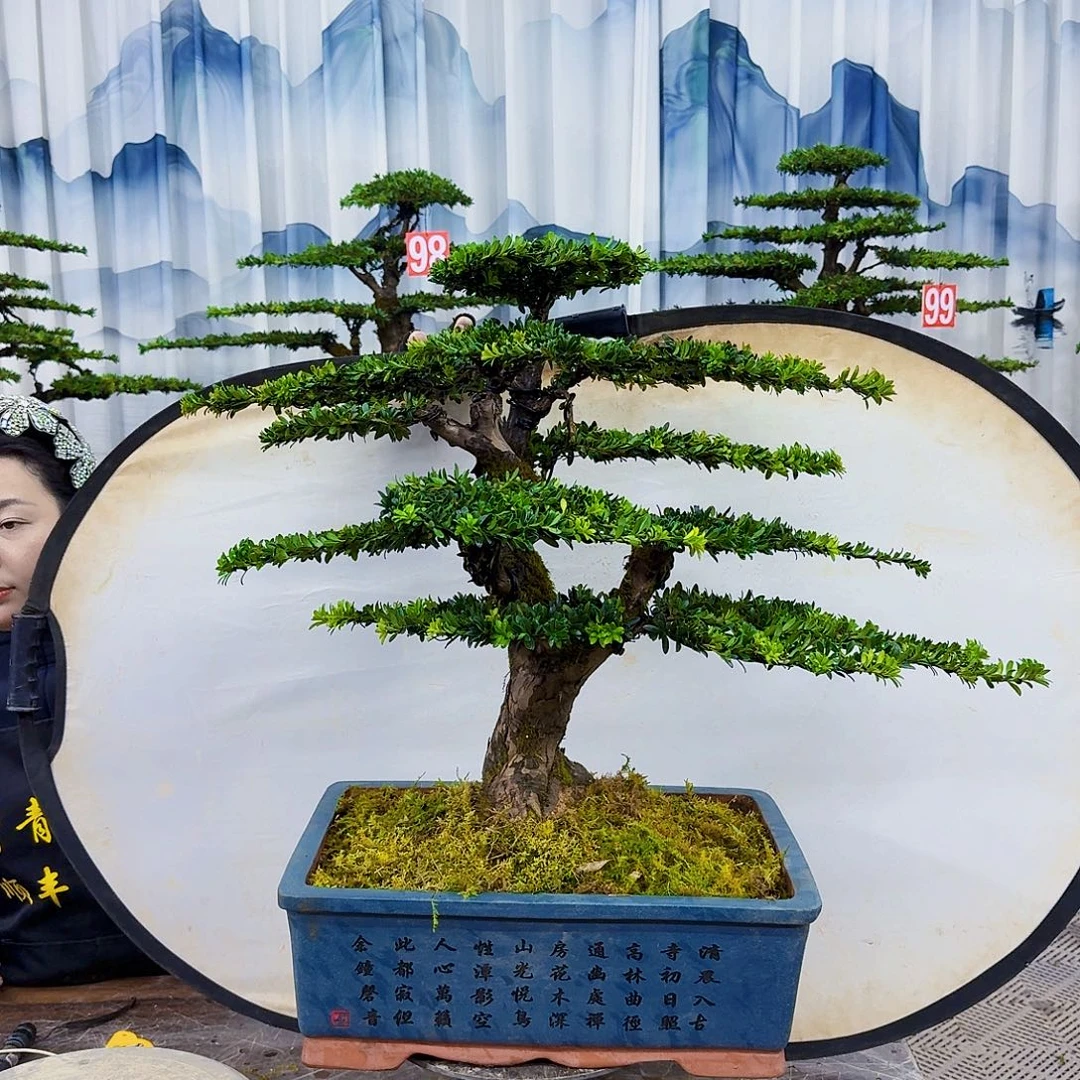 广***厂无花朵罗汉松8888880080