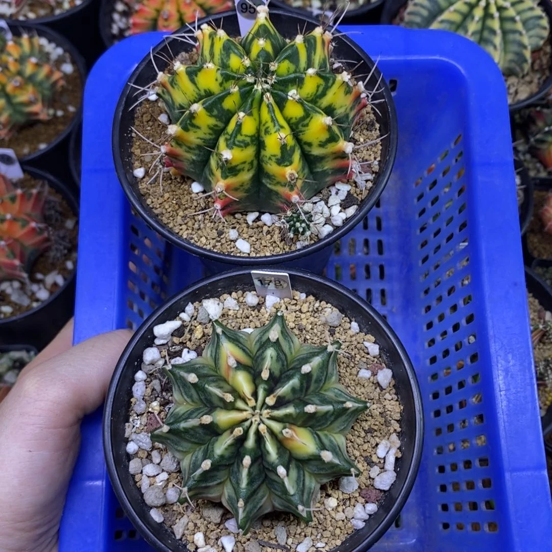 泰国进口米哈洛维奇+肋骨锦