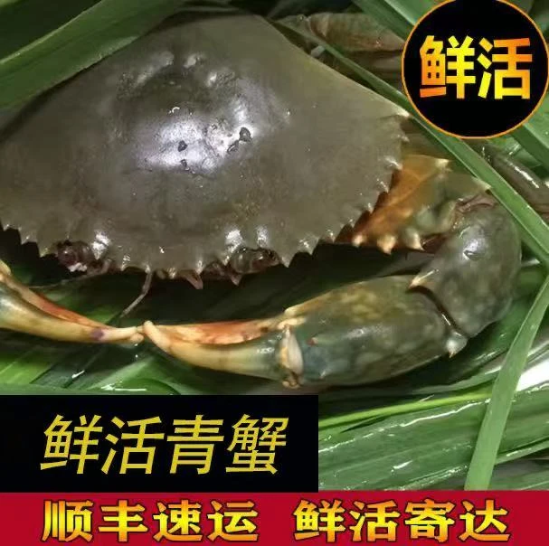 海捕青蟹200克以上肉质肥美细腻清蒸.爆炒口感俱佳（膏蟹）