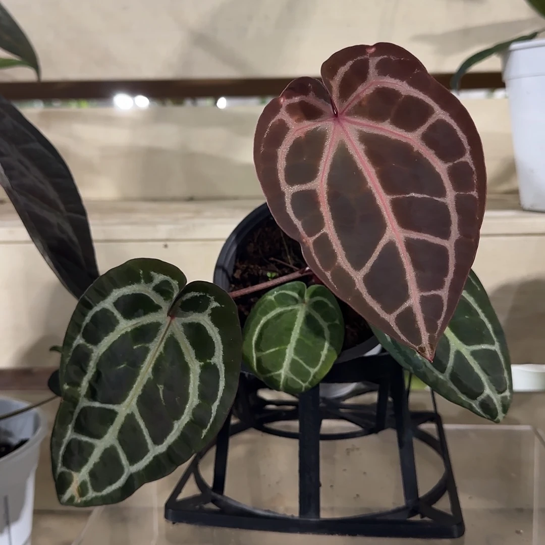 无花朵红水晶花烛