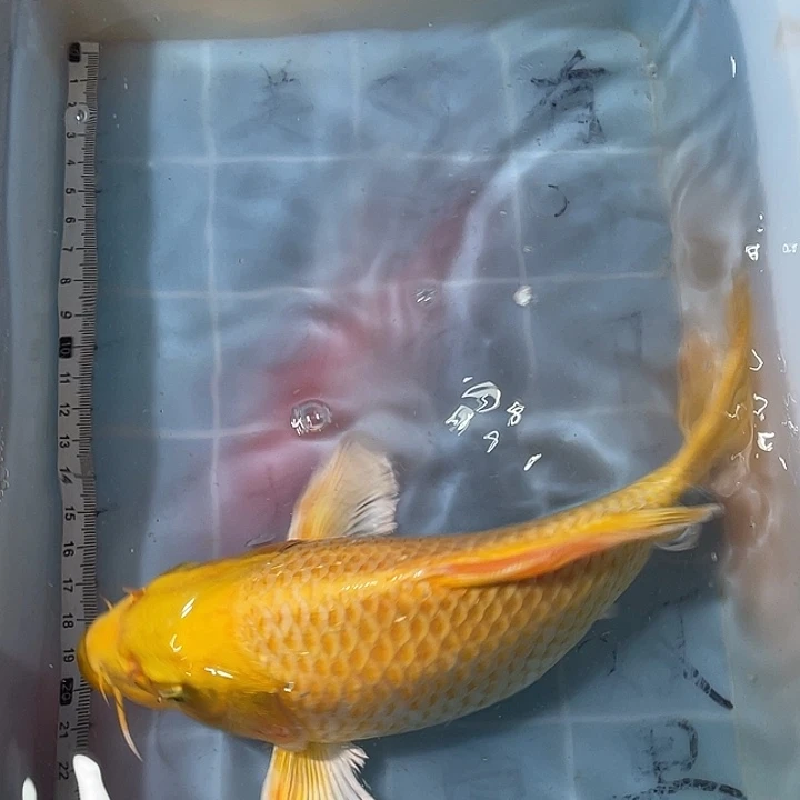 蝴蝶鲤鱼渔场直发116