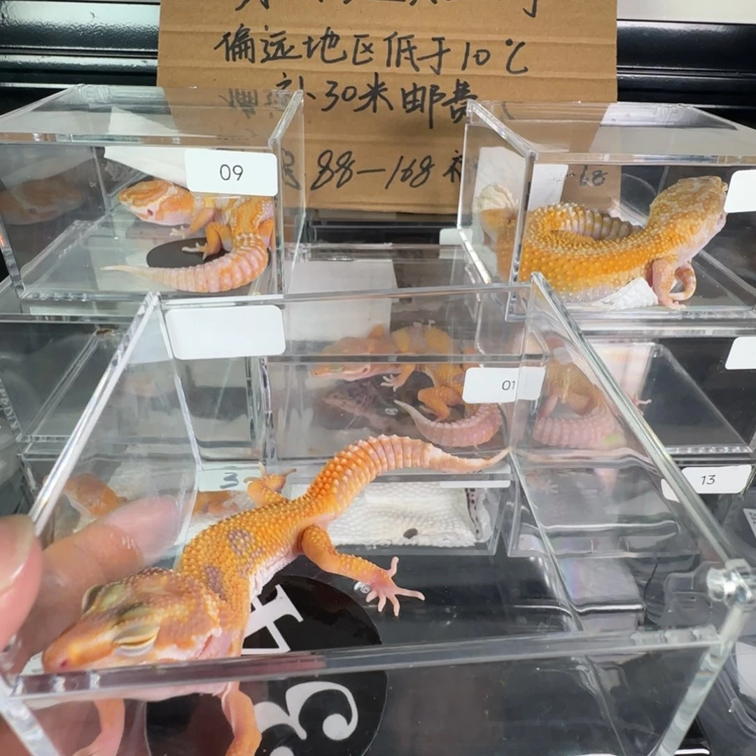 豹纹守宫暴龙一只