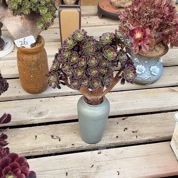 任意两单或28包邮，，欧紫冠幅21厘米左右脱土裸根发货