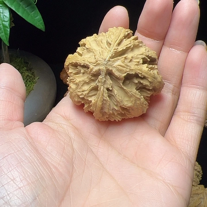 文玩核桃把件麦*秦岭植物核桃