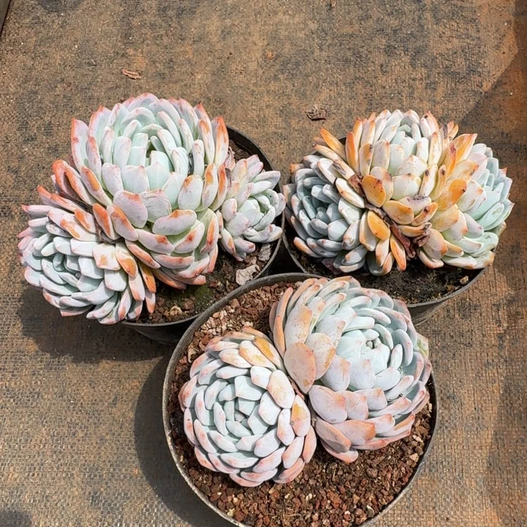 3个橙子5号棚多肉植物