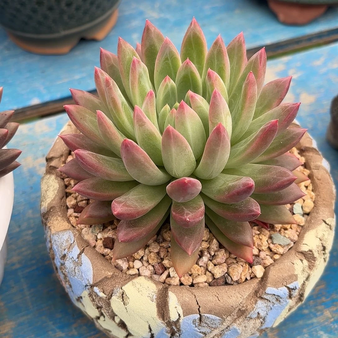 多肉植物脱土包邮