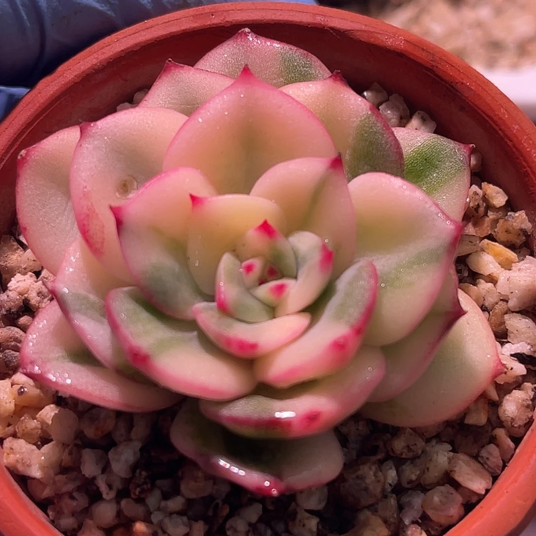 尚品园艺福利锦头盖8545