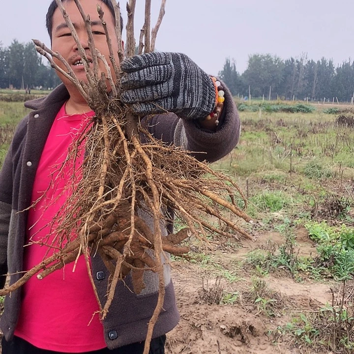 当前无花朵，栽培后可花朵花二乔53