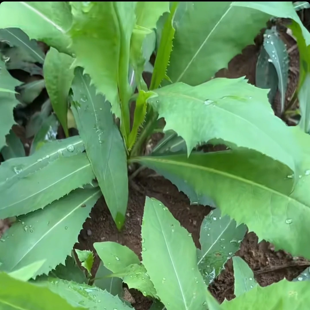 原生态玉米地自发生长苦麦菜