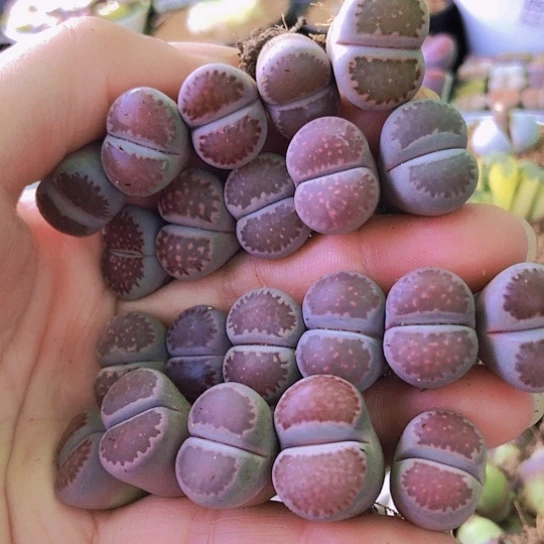 无花朵0674，1.5-1.7厘米如图21棵