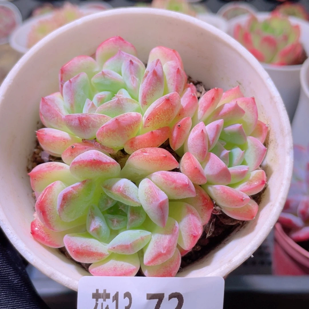 花利美13-72白桃汽水