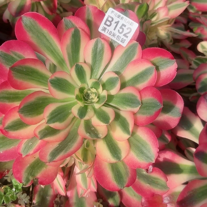 多肉 香妃多肉法师植物