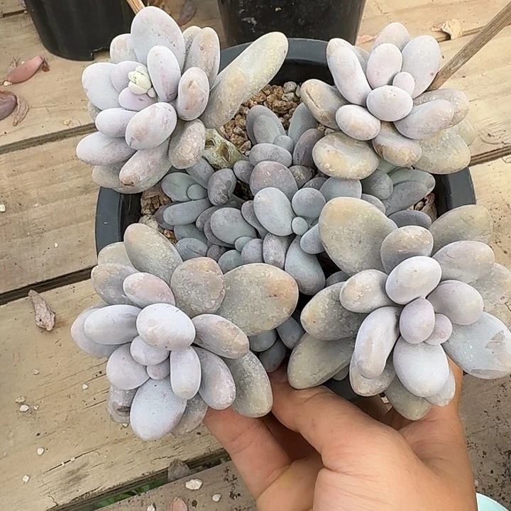 原始奶酪多肉植物的