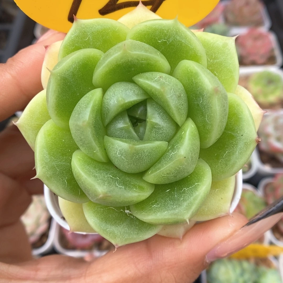 油透麦秆可拍729号。