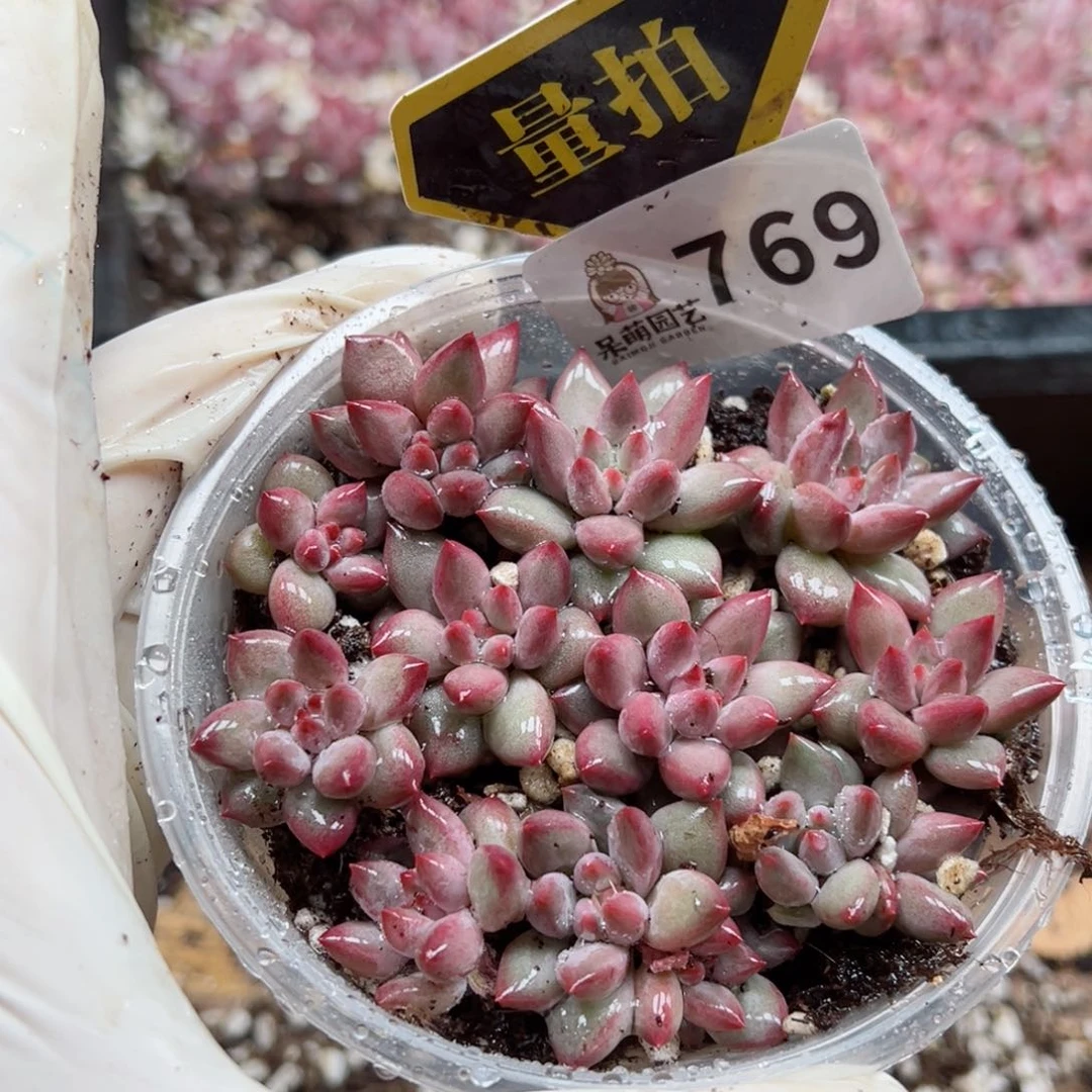 多肉植物多肉植物