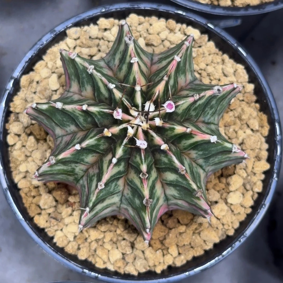 泰系实生肋骨锦带盆土发货