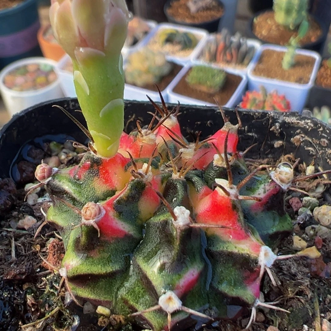 55多肉植物百科植物