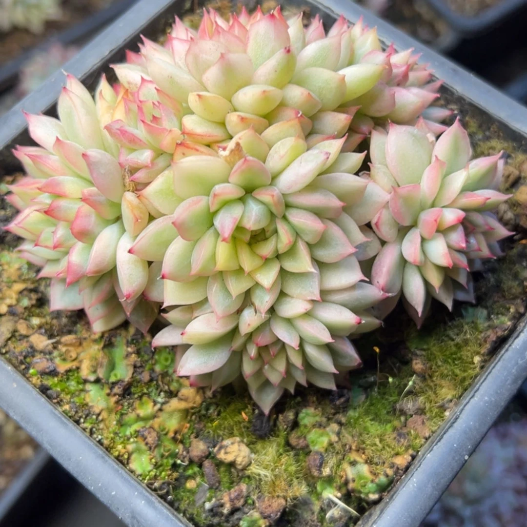 【闪购商品】女雏锦多肉9.9