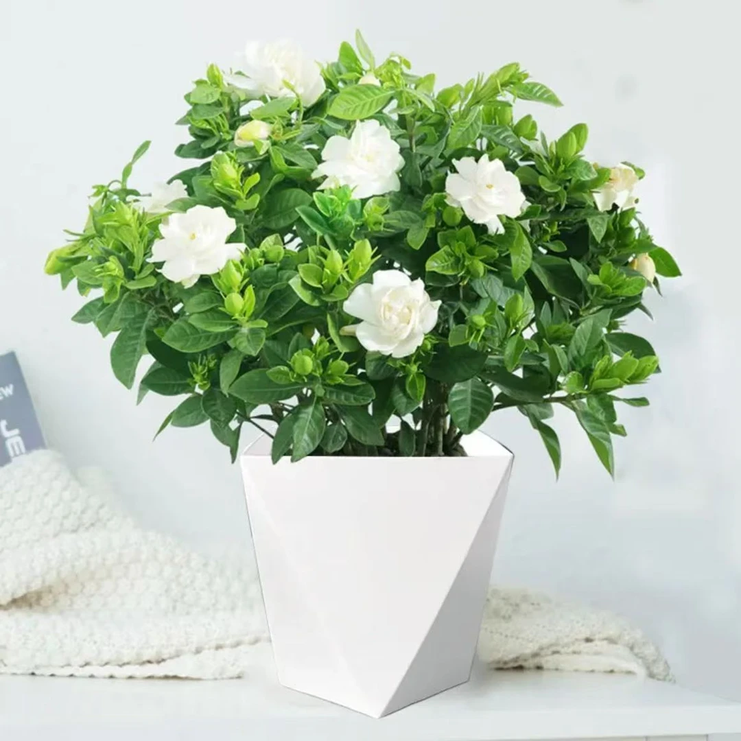 120杯栀子花盆栽绿植浓香型室内植物四季开花好养吸甲醛淨化空氣