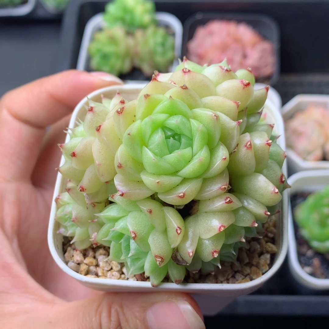 58包邮  群生不包整 111