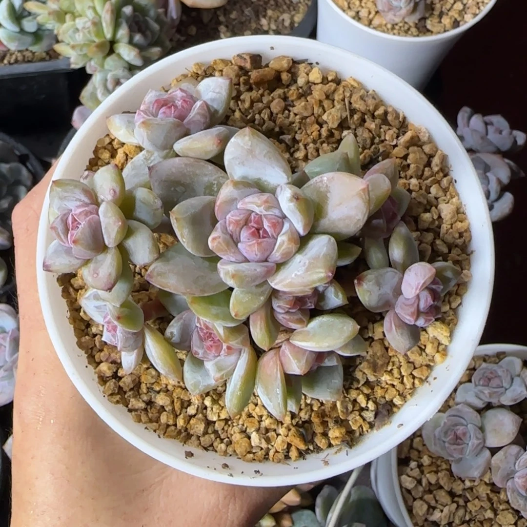 星影10头一物一拍