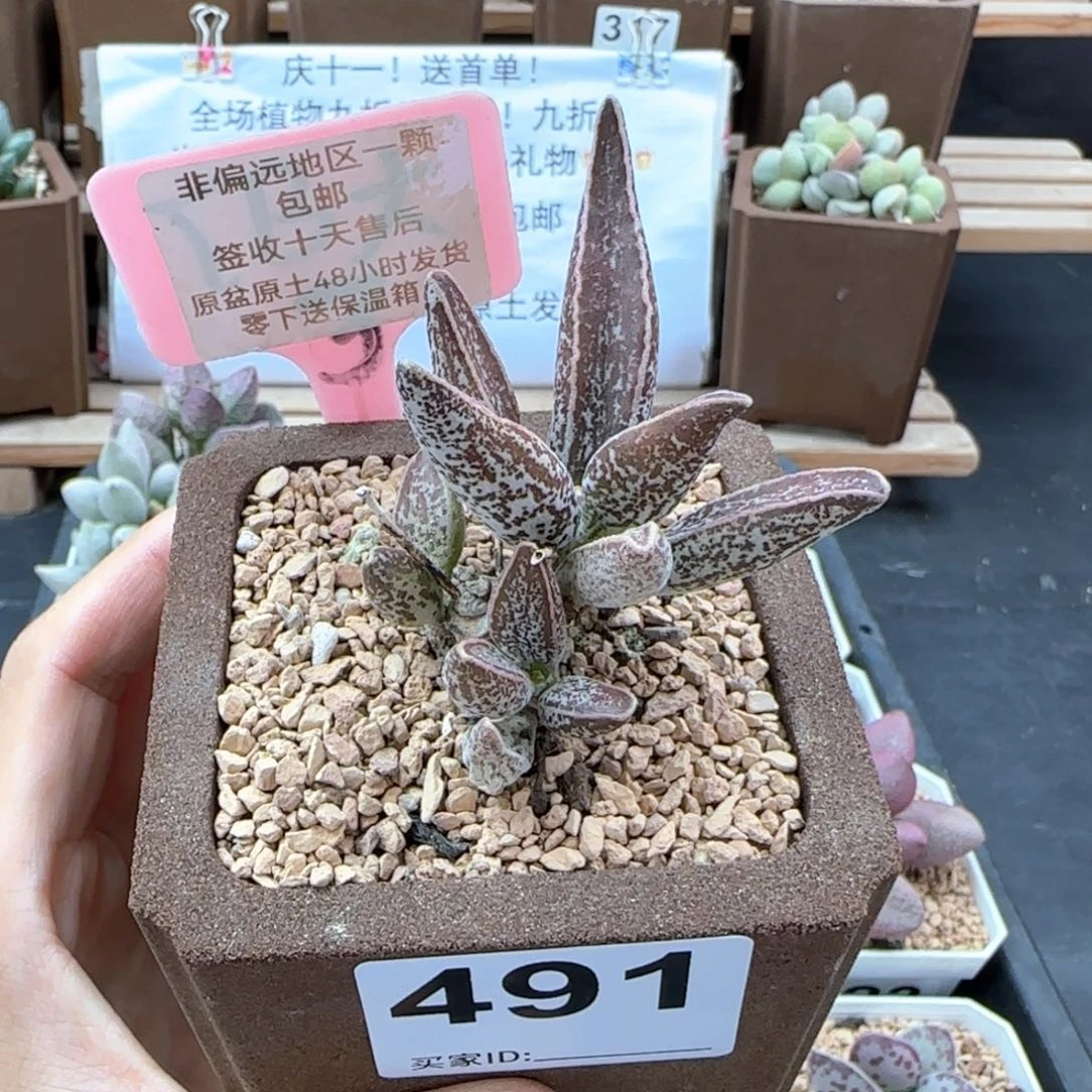 491花肌楞叶多肉
