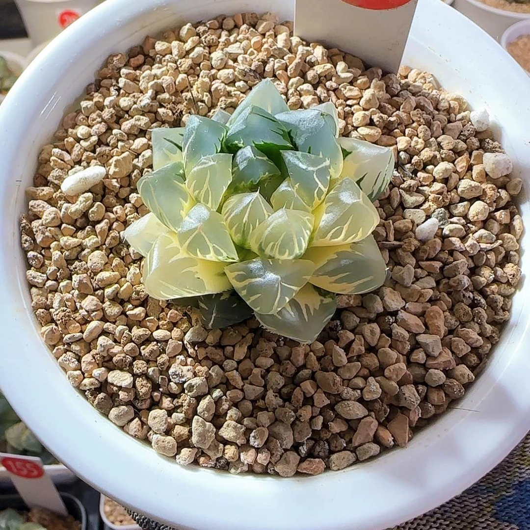 121水中月糊斑趋势 4.5 厘米左右一物一拍带盆