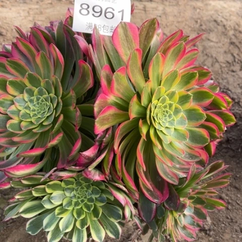 朝霞多肉多肉8961