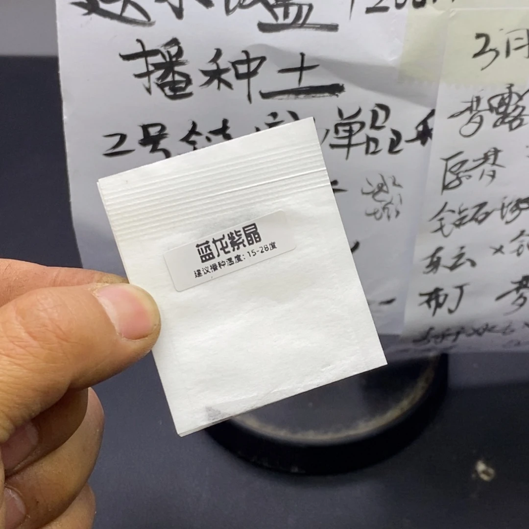 精品多肉杂交种子-蓝龙白紫晶