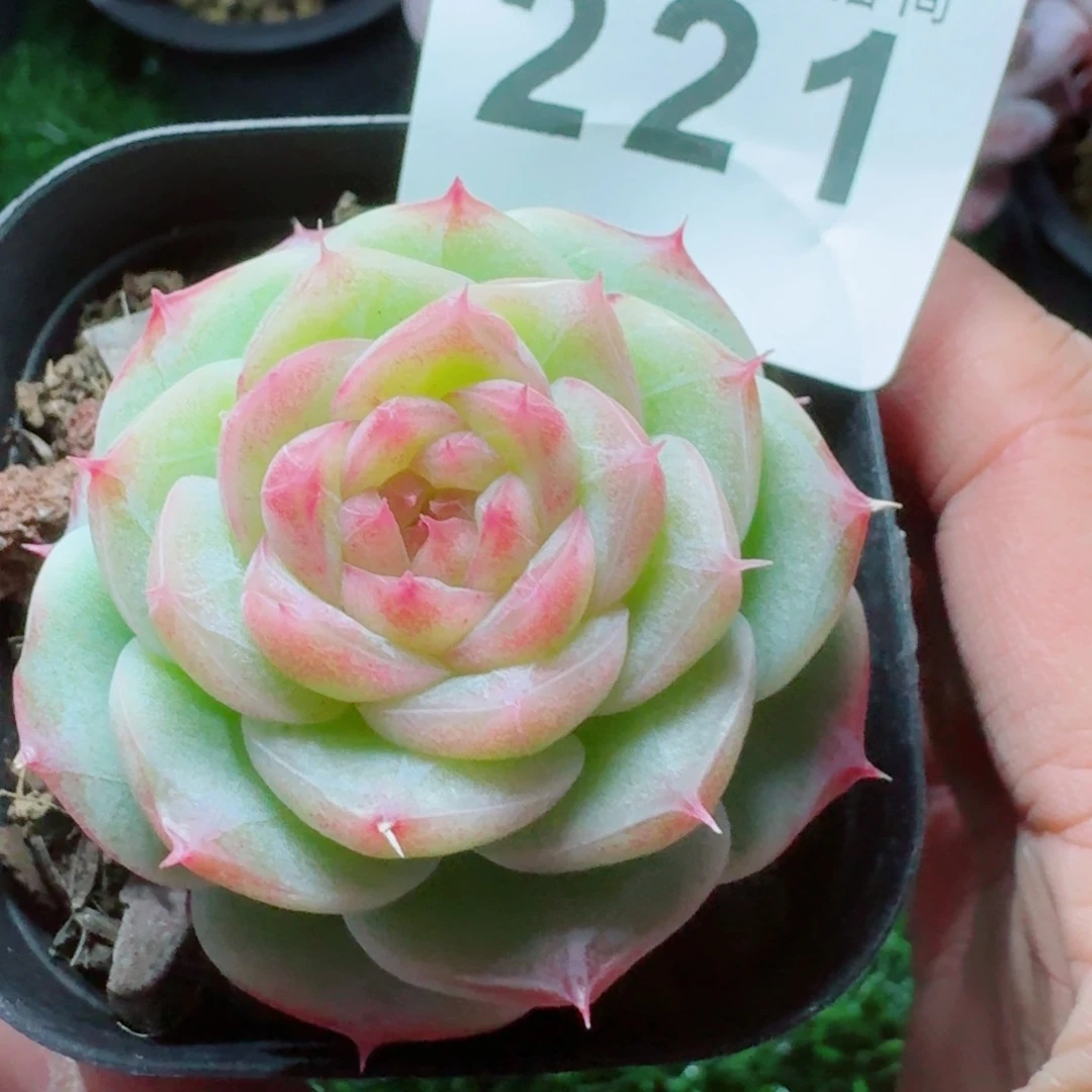 宝珠山茶珍妮      愿你一路坦途，乘风破浪展宏图