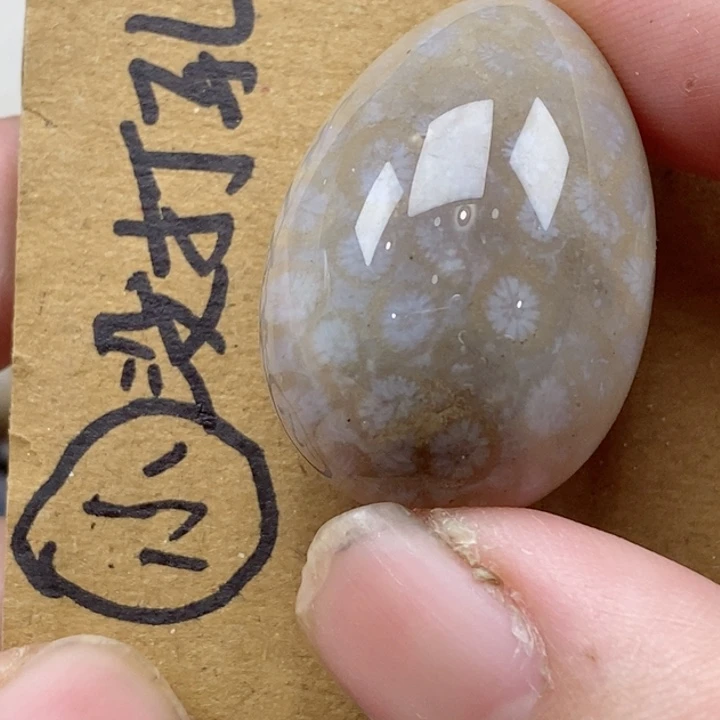 颈饰未镶嵌硅化珊瑚（珊瑚玉）