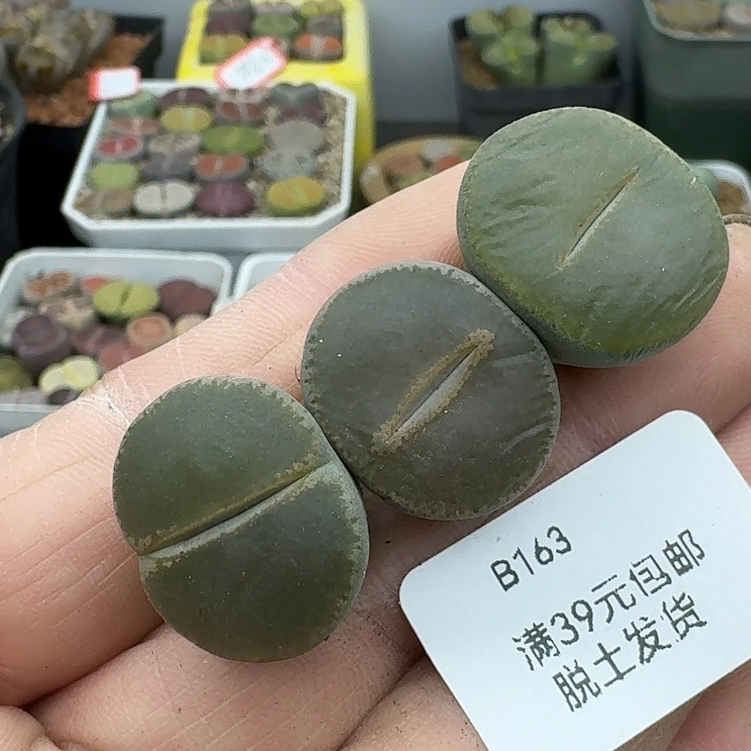 163多肉哈哈哈哈哈哈哈哈