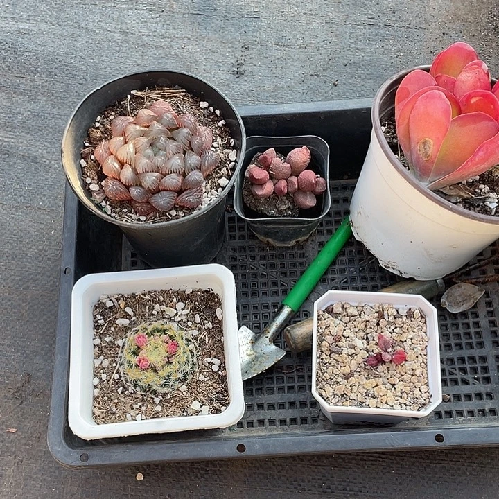 时***语五颗精品多肉带盆发货