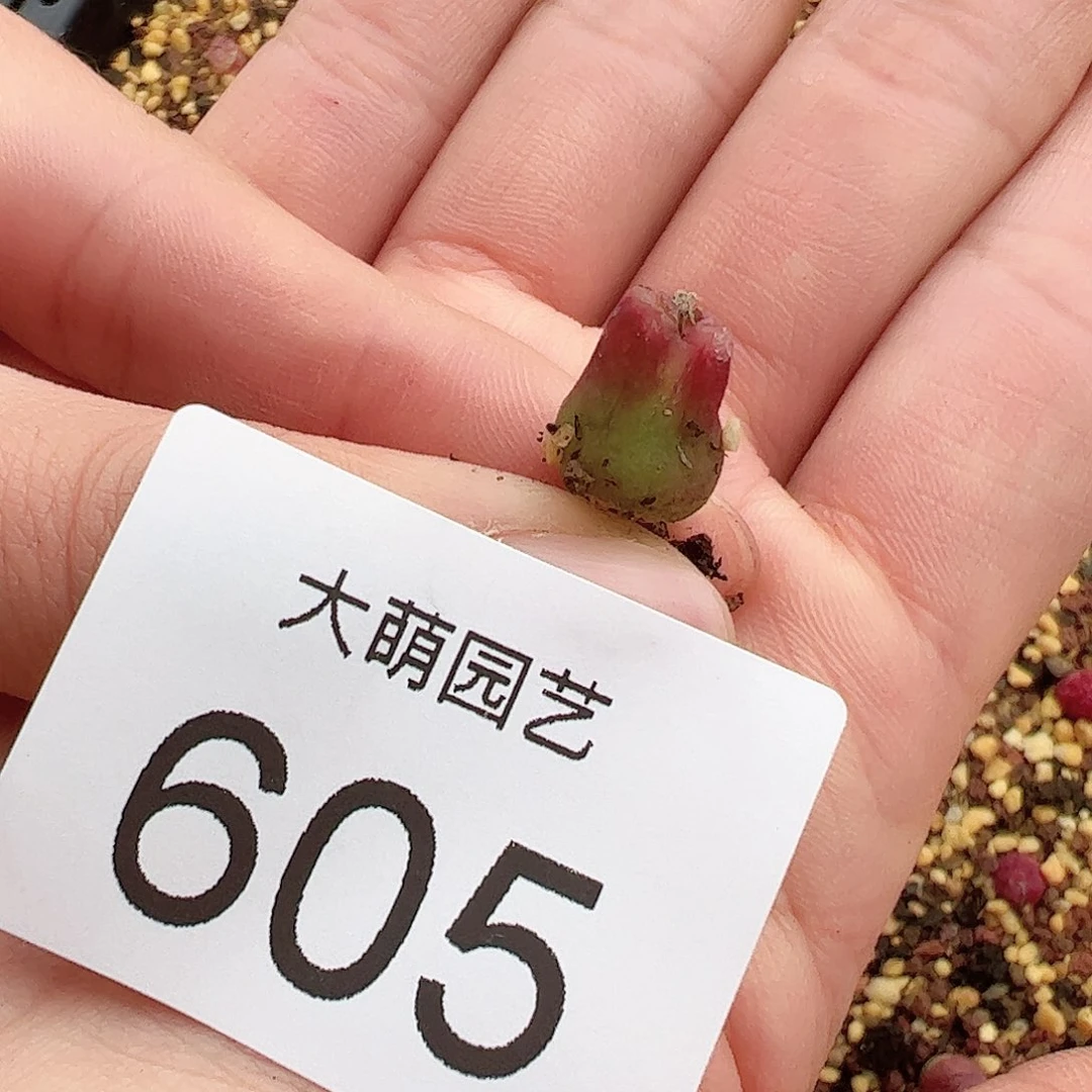 0000605量拍母本雪，茄1颗小体型老皮皱