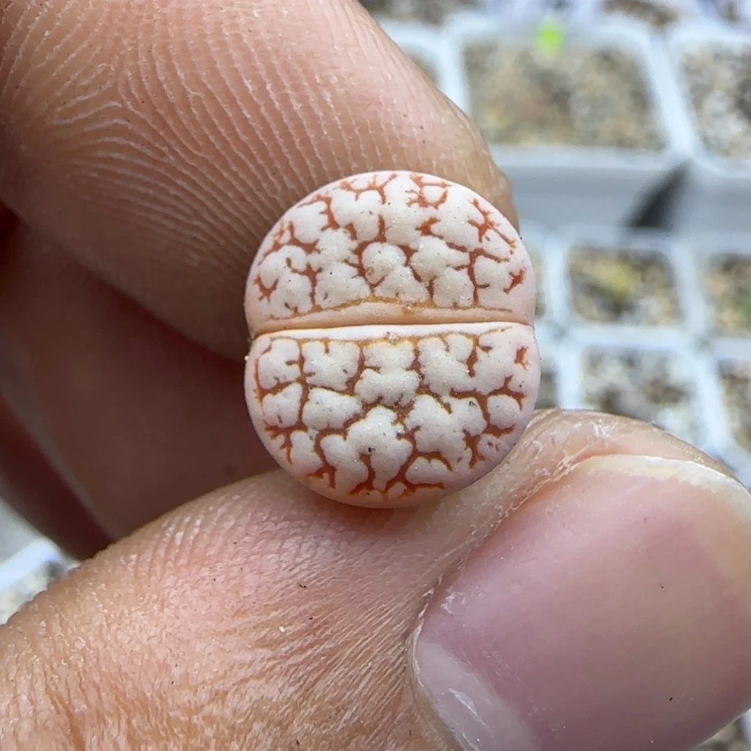 177 生石花大棚直播