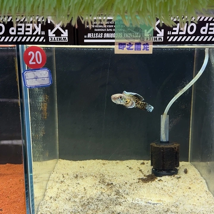 雷龙鱼黄金眼镜蛇雷龙20号缸