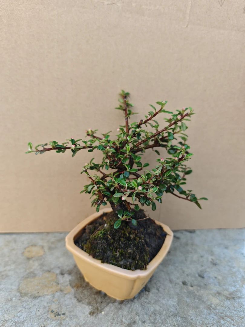 白花大果荀子   一