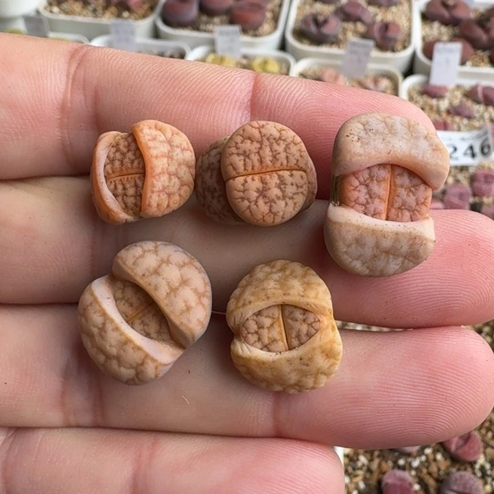 G330拿铁化荒杂混合