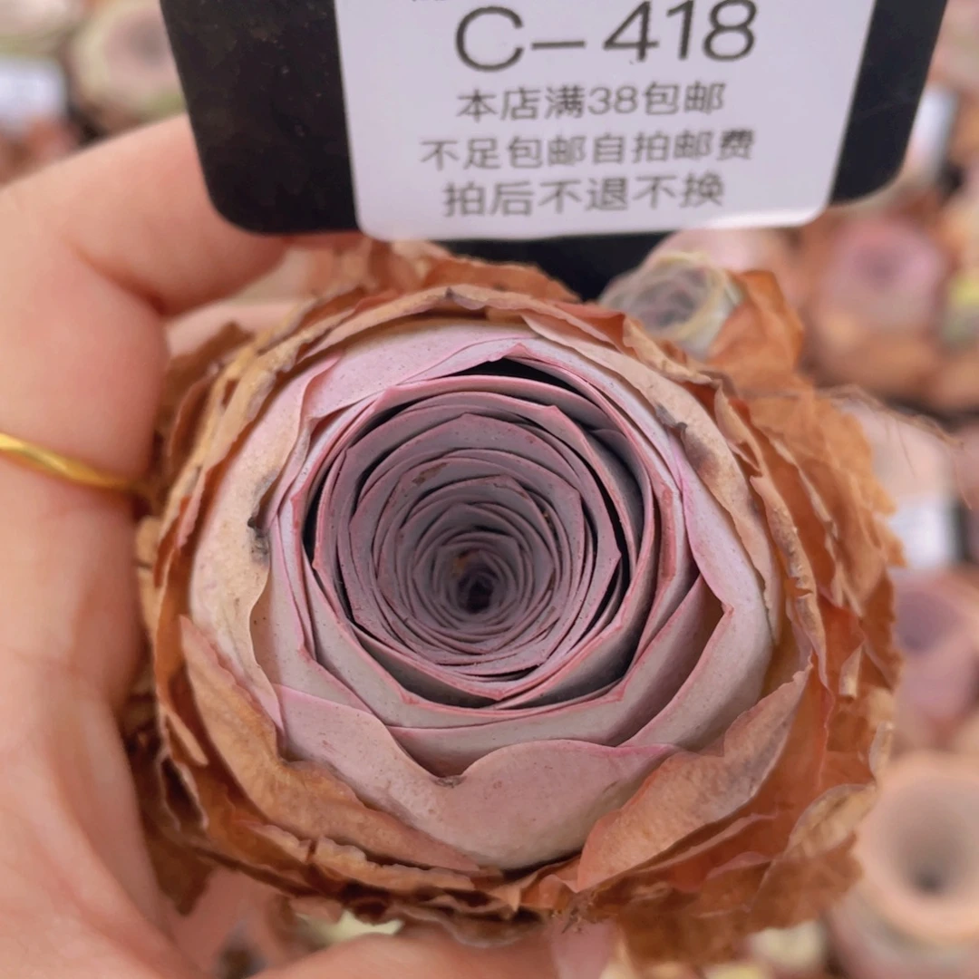 山地玫瑰C418裸根发货断枝不包损不售后