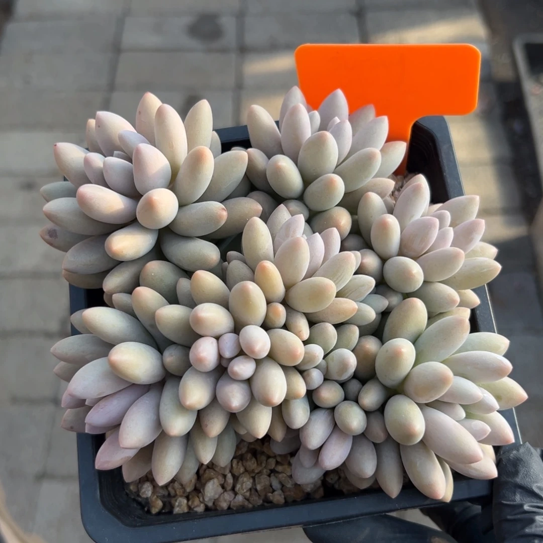 橙色恋人11111111111111